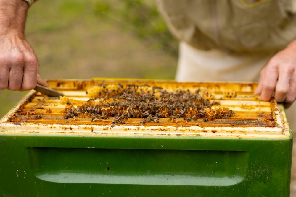 ¿Qué es la apicultura y cómo puedes empezar?